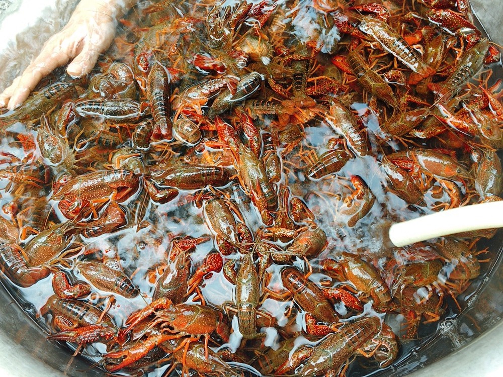 洗小龙虾时,别再一只只刷了,用这水泡10分钟,洗得干净又彻底