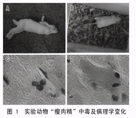 豬肉精,豬肉精是什么?對人體有什么危害?
