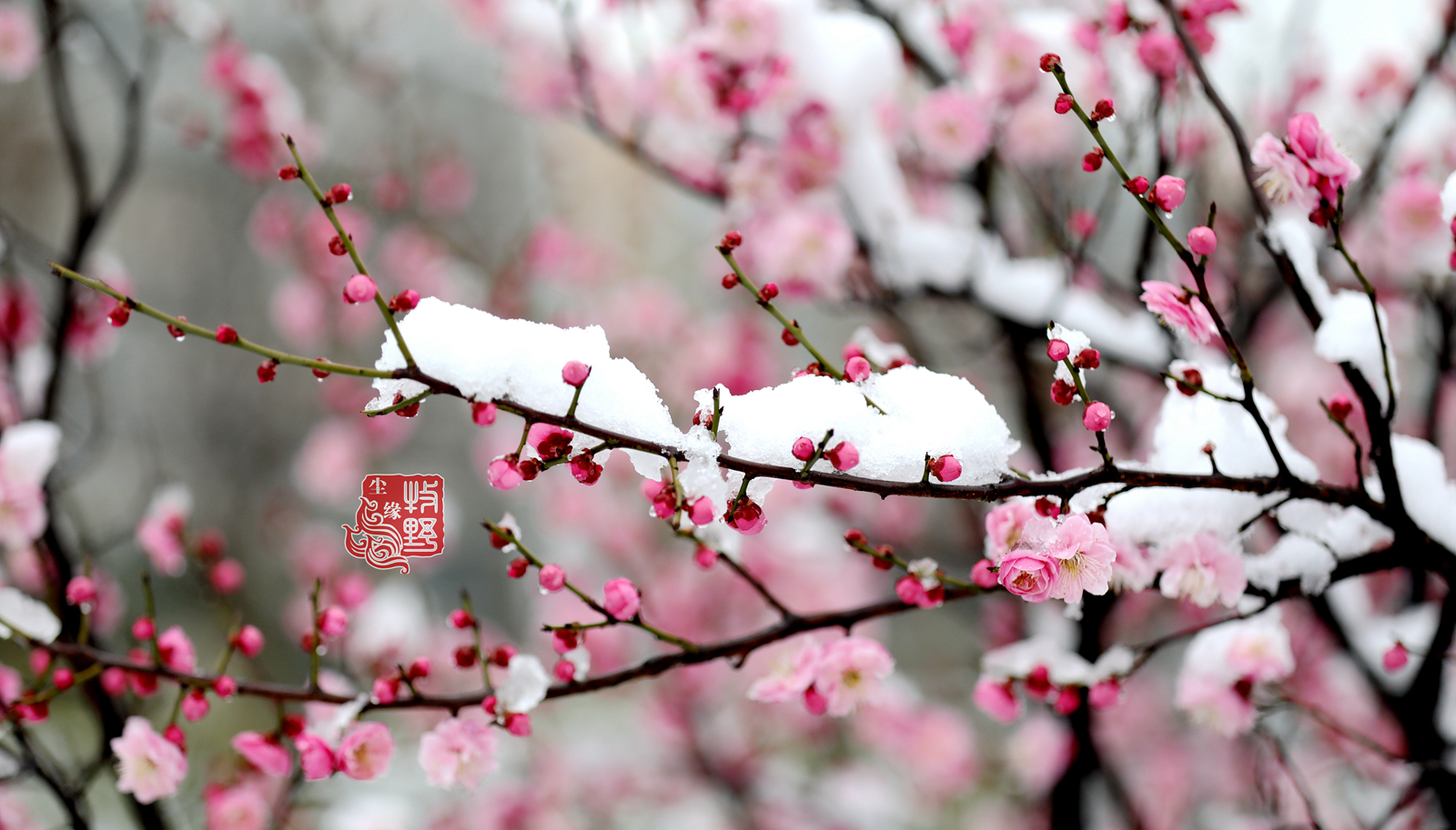 红梅花图片壁纸傲雪图片