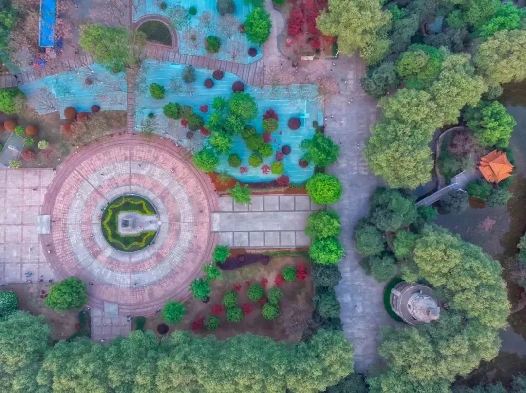 武汉大学的樱花开了！还有这些景点统统免费…