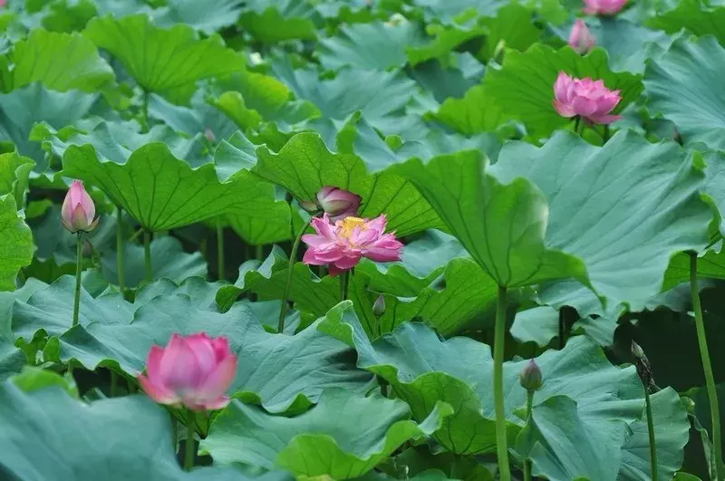 重庆看荷花的地方来啦！错过再等一年......