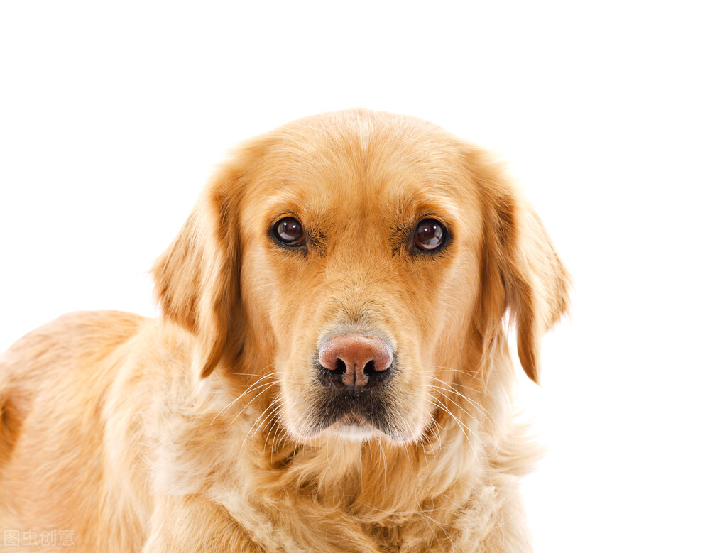 中国最聪明省心的十大犬种排名：智商高、易训、忠诚好养