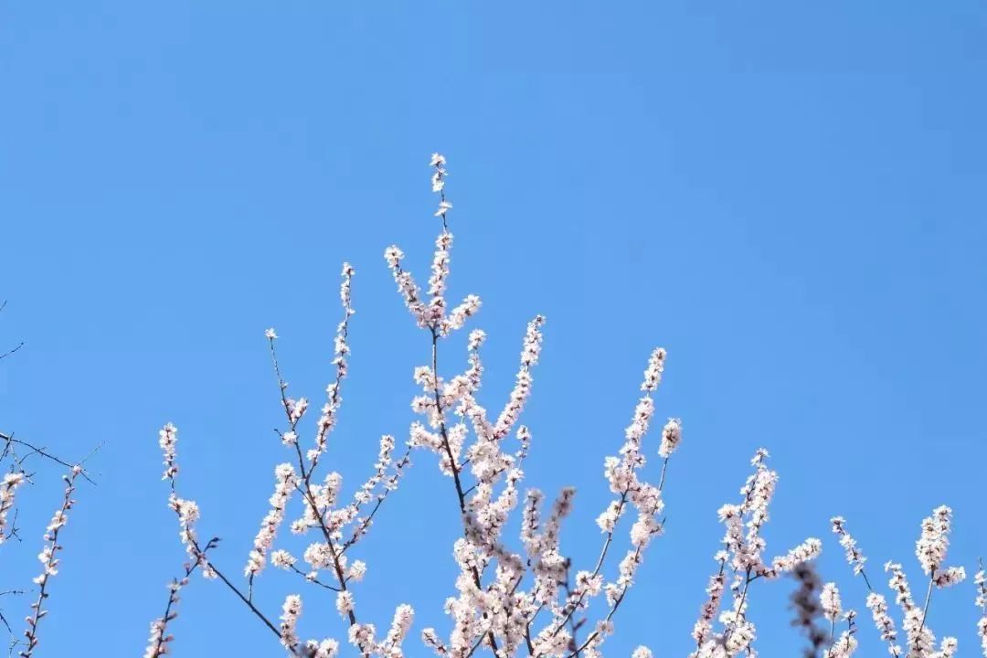 武汉大学的樱花开了！还有这些景点统统免费…