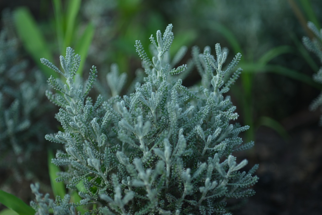 可以给夏季花园视觉降温的13种银叶植物