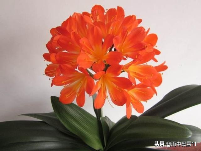 君子兰夹箭？教你3招搞定，再也不必担心箭杆窜不出来了