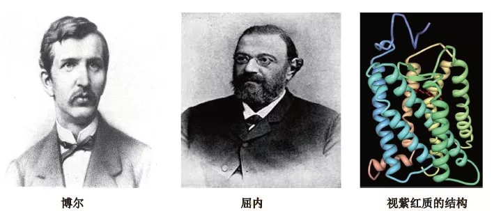 光遗传学背后的科学家们