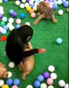 KANO模型，一个能解决你工作中90%烦恼的需求分析神器