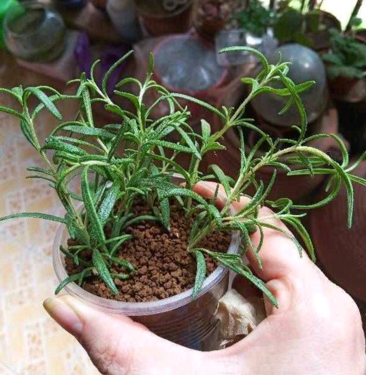 迷迭香怎么种植方法（3个种植迷迭香的技巧）