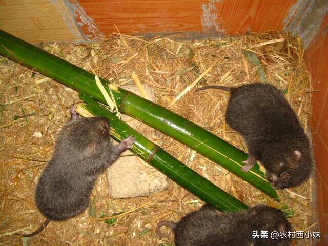 竹鼠养殖技术教程（竹鼠的生活习性和养殖方法）