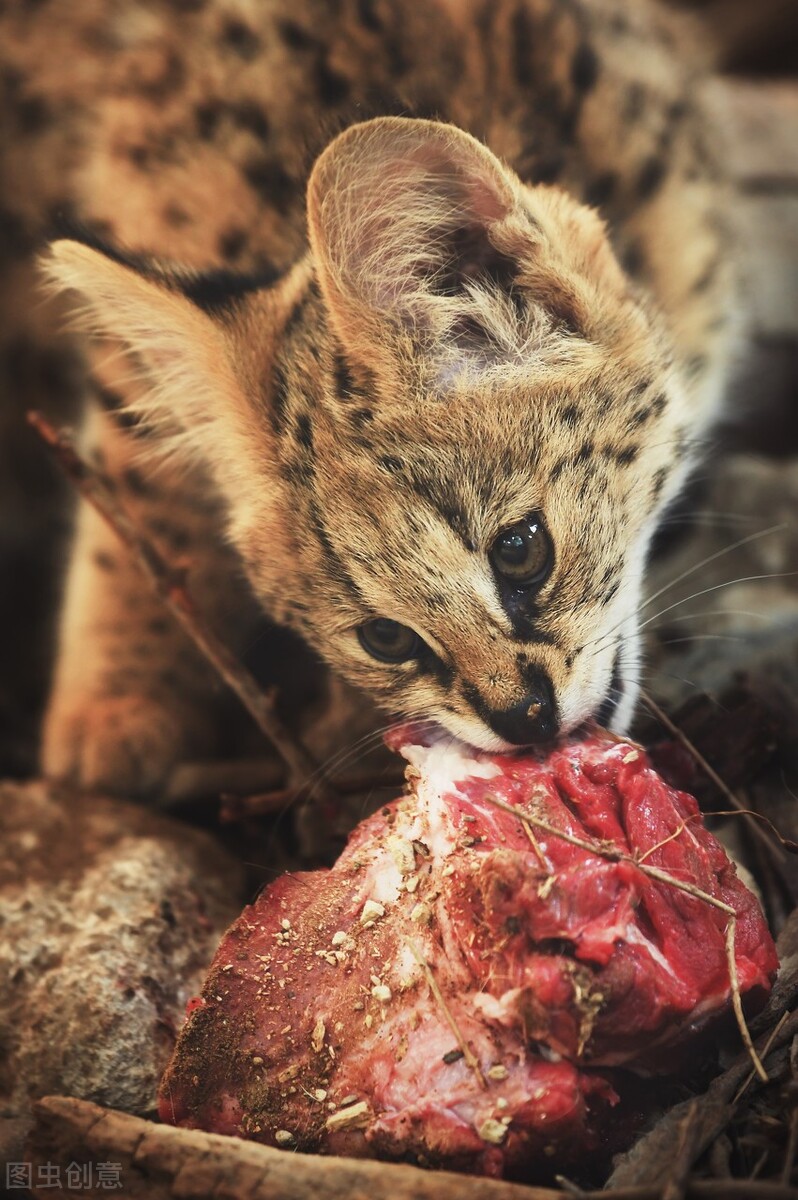 薮猫现身北京十渡，我国无此兽，为何会在野外发现？还对它保护？