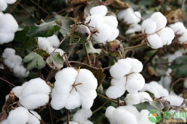 今日棉花价格多少钱一斤？影响棉花价格的因素分析