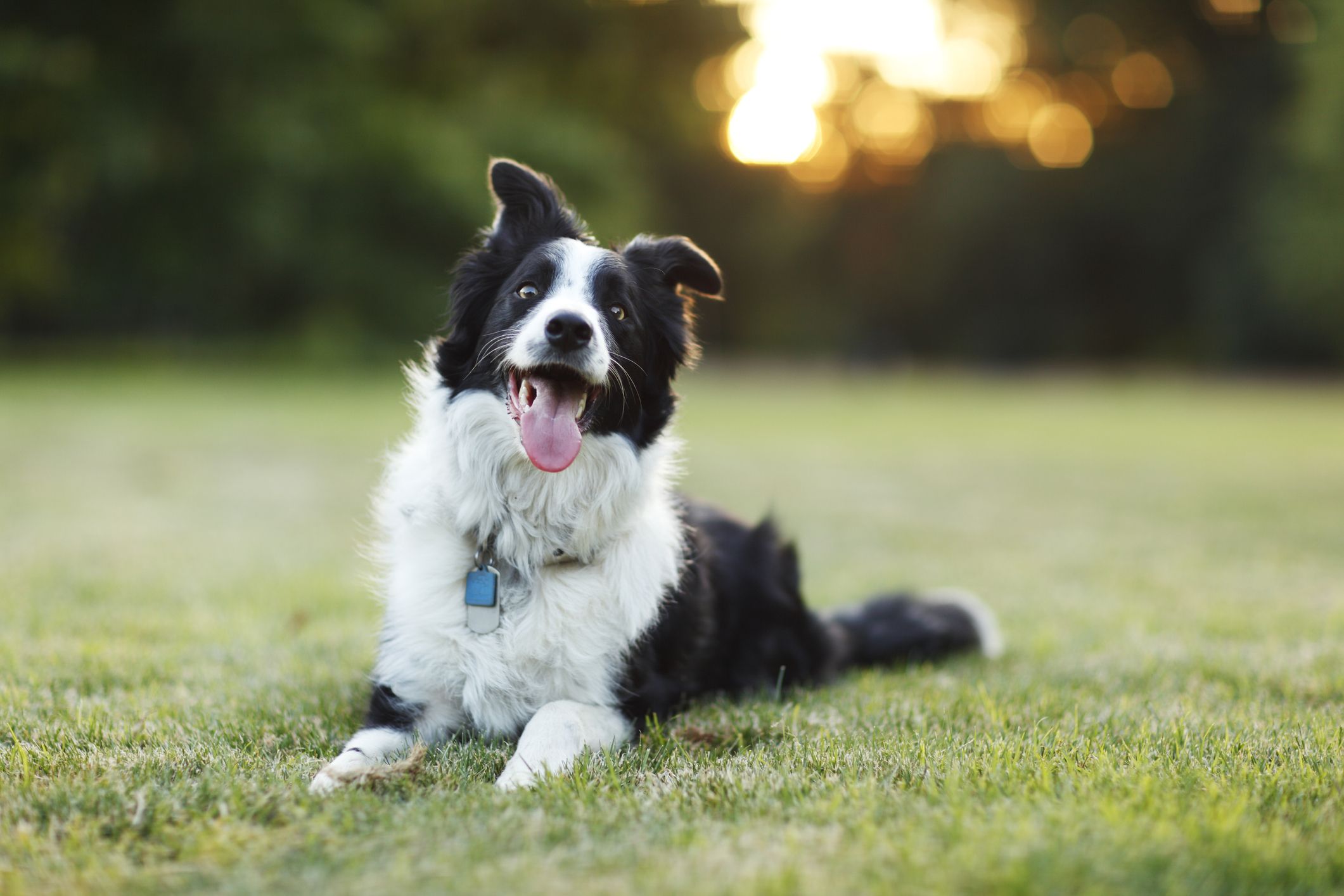 宠物犬智商排名前十，最聪明的宠物狗是什么狗(附2022年最新排行榜前十名单)