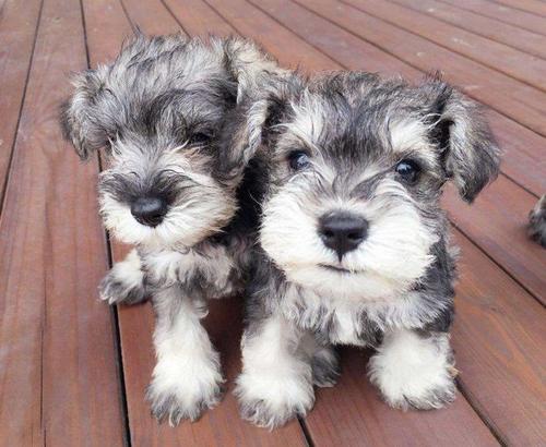 纯白色雪纳瑞怎么训练