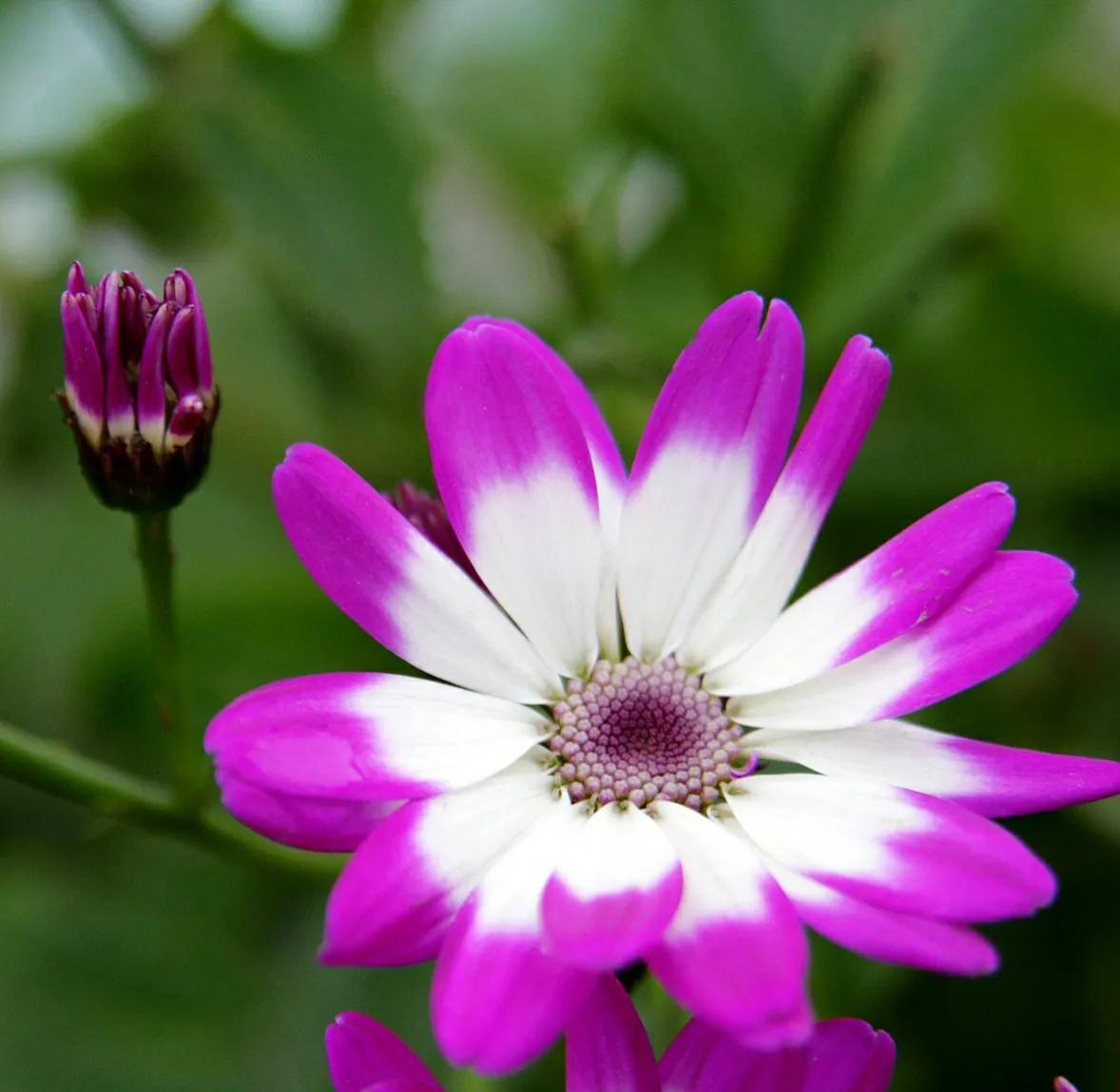 冬季家里养盆富贵菊,红火喜庆寓意好,花期长又好看