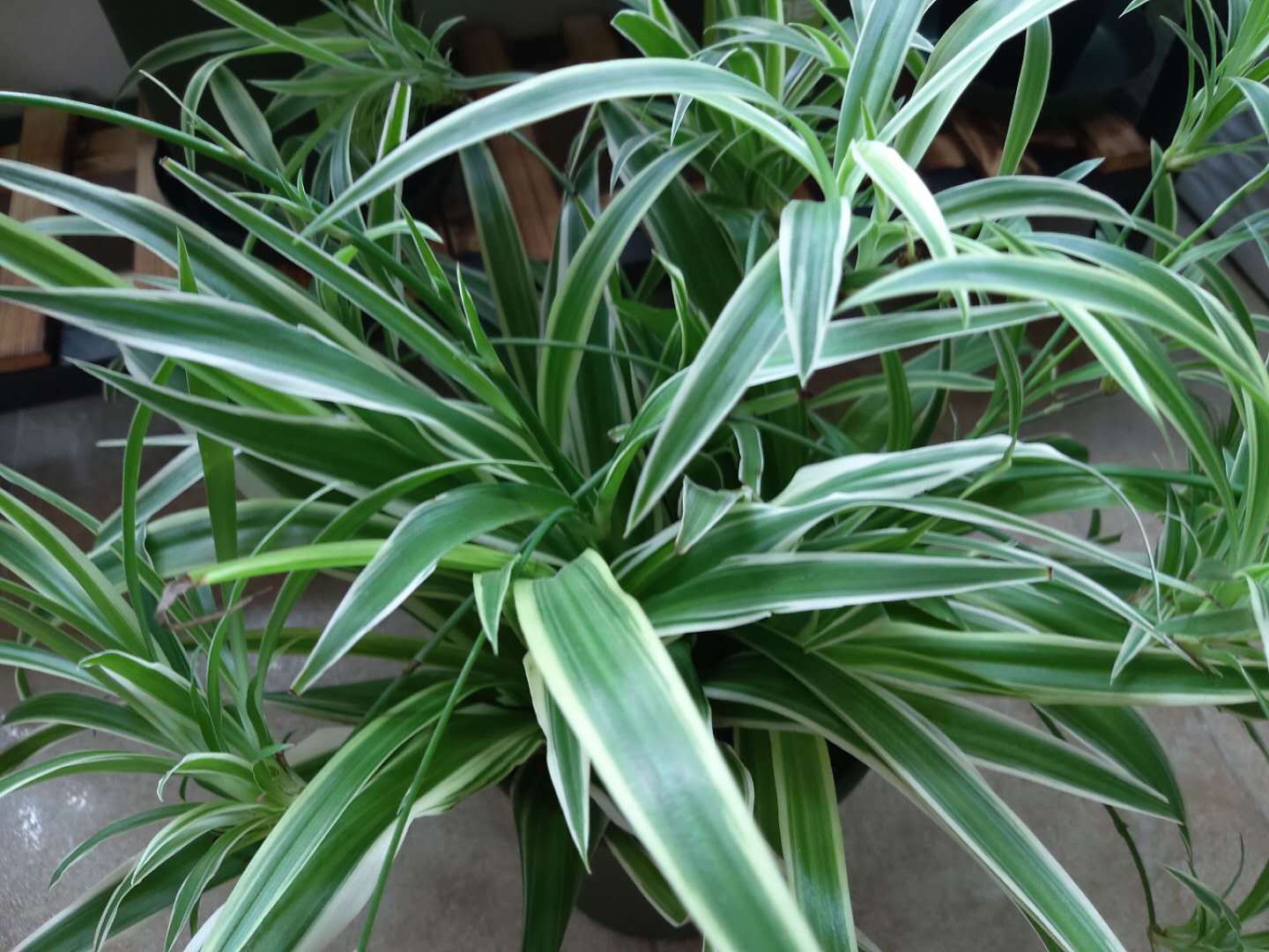 家中吊兰为什么不能送人(家中吊兰为什么不能送人养) - 0415花卉网