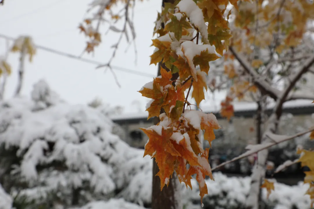 初雪中的开元学校,真美