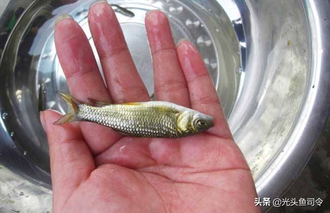 鲤鱼的寿命(日本寺庙内的一条鲤鱼，寿命达226岁，为何国内很难活过“童年”)