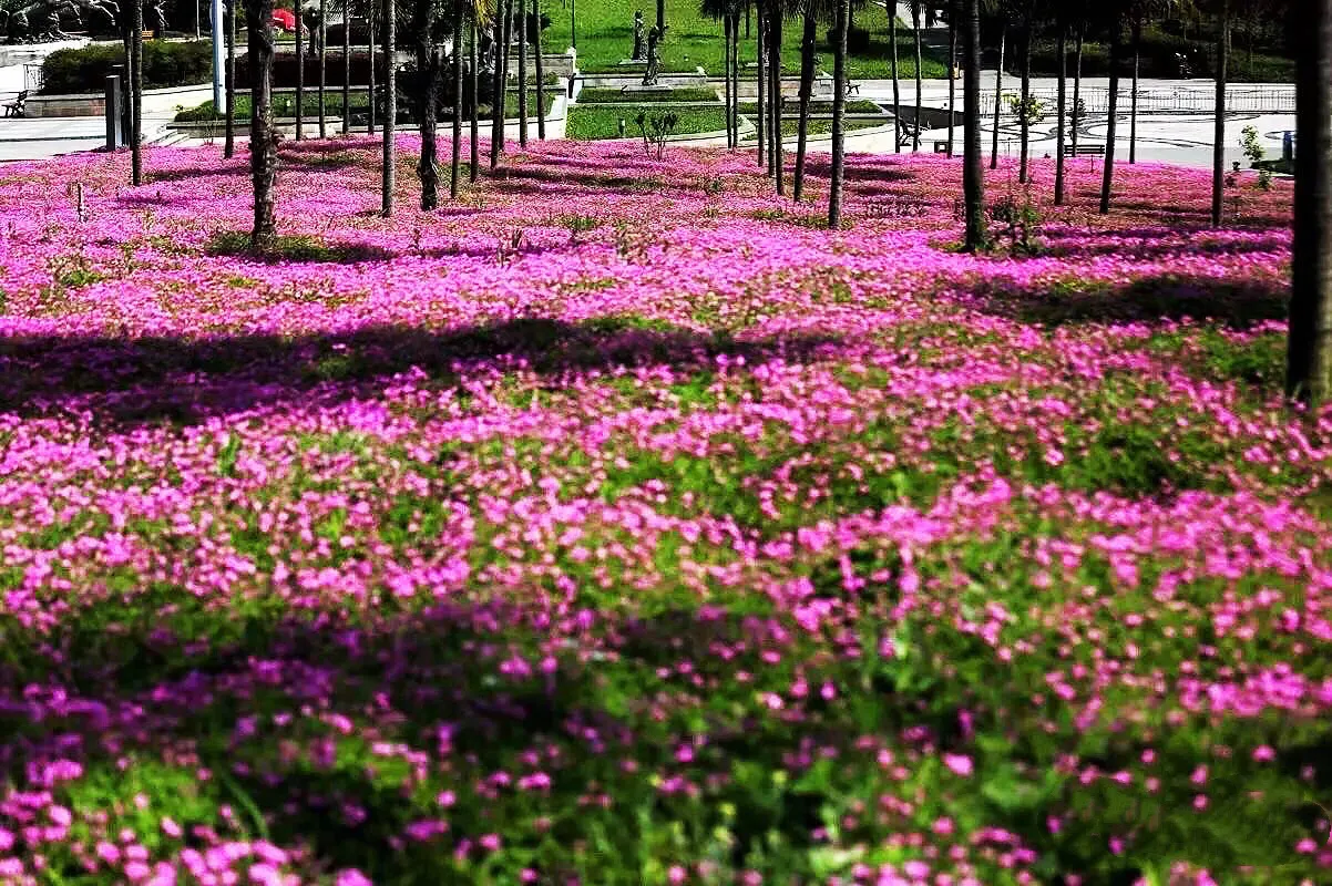 红花酢浆草是什么植物（红花酢浆草的生长环境）