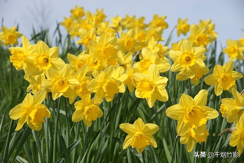 3月27日生日花語:黃水仙,3月27日是什麼星座?_達一風水網