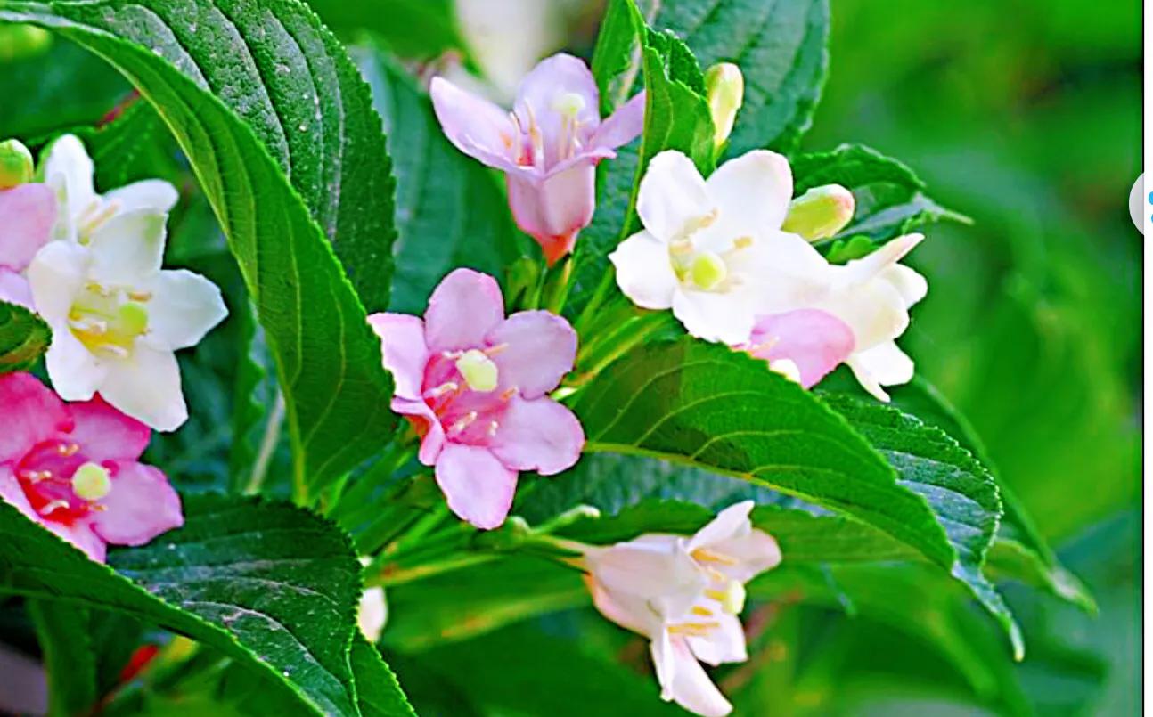 四季锦带～花色艳丽，耐寒耐旱，是东北、华北地区重要的灌木花卉