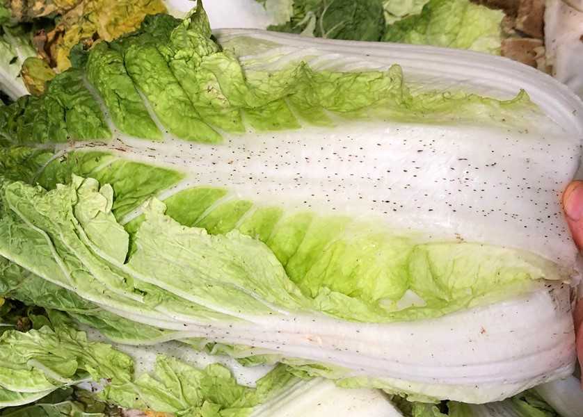 大白菜上的"小黑点"到底是什么？能不能吃？看完你就明白了