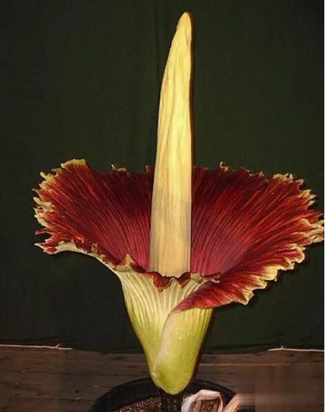 世界上最臭的花：魔芋花，有腐烂尸体的气味(尸臭魔芋)