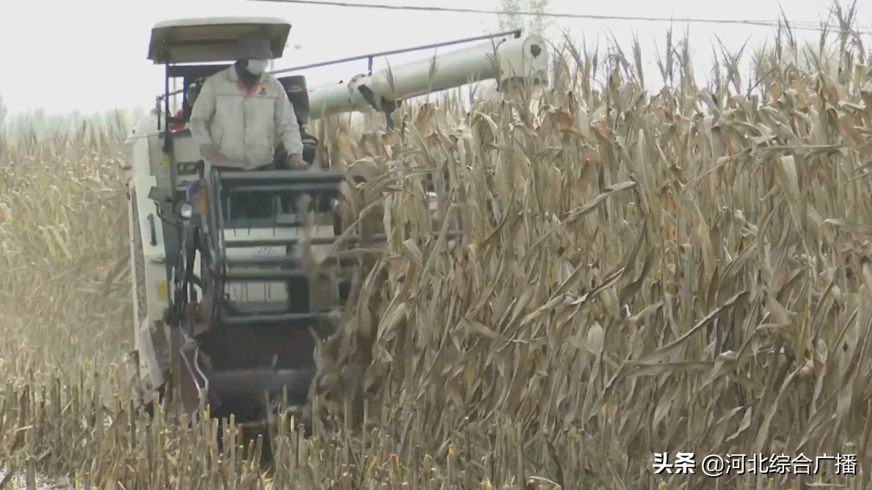 搶收進行時｜加快秋收進程 衡水多措并舉解決機收難題