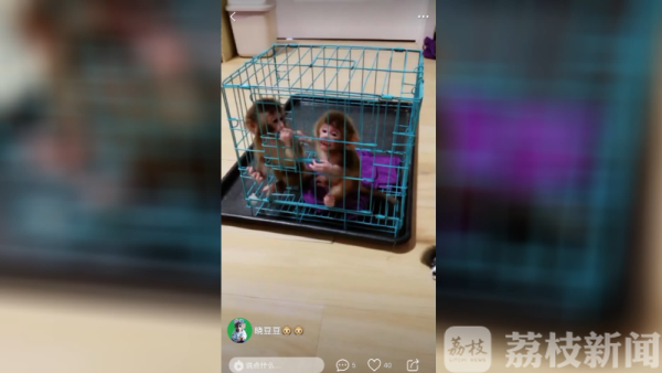 美女网络直播牵出大案！“网红小可爱”不是想养就能养