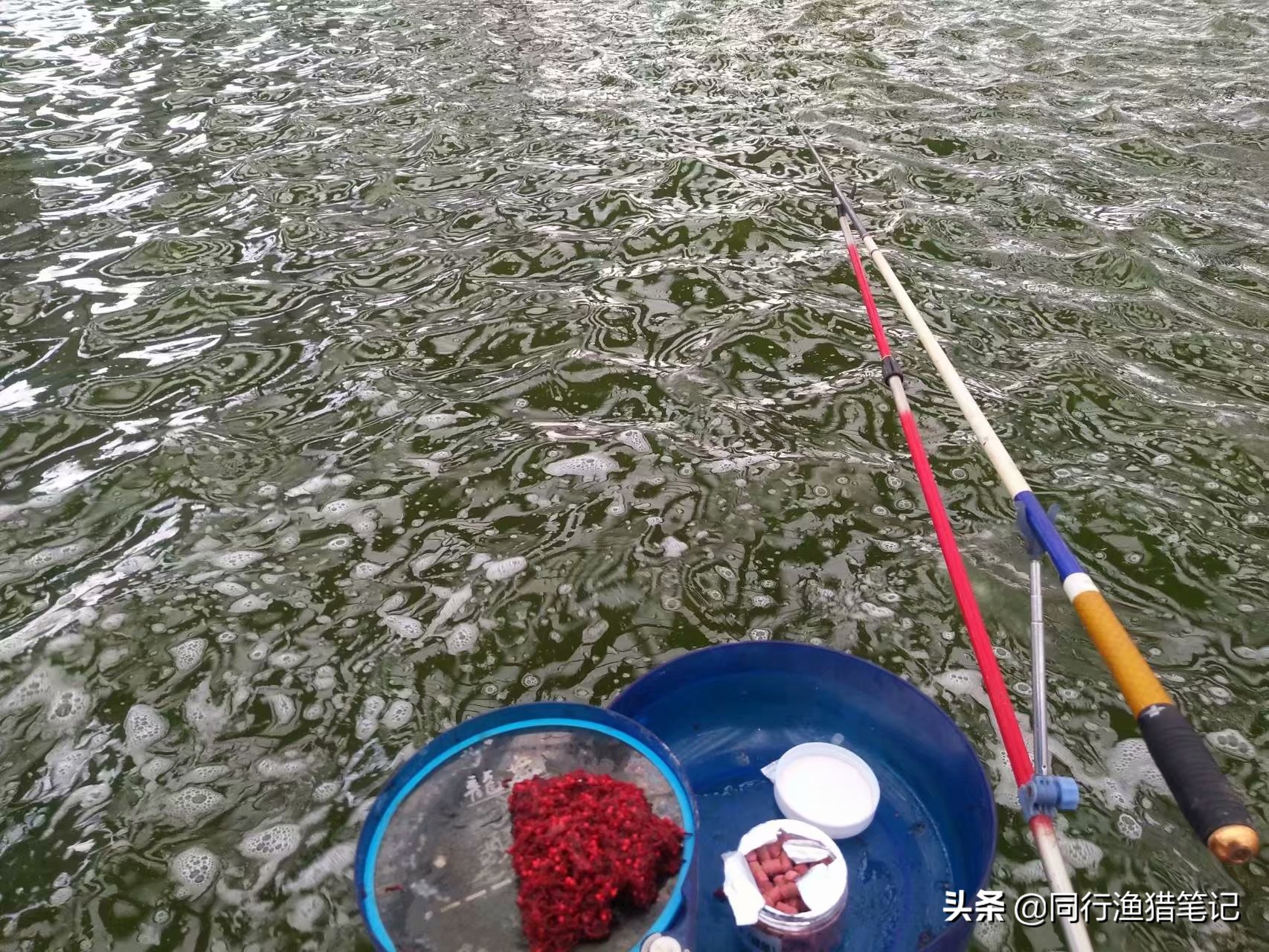 为什么禁止红虫钓鱼？红虫本无罪，却替别人背起了黑锅