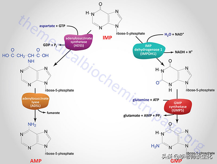 嘌呤核苷酸的合成代谢 嘌呤核苷酸的合成代谢包括哪些途径?