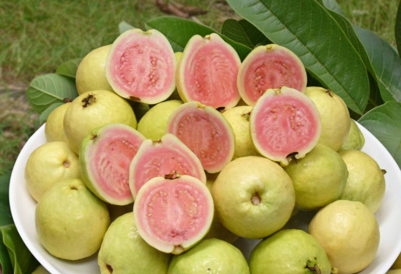 红心芭乐怎么样红心和白心的芭乐区别详解