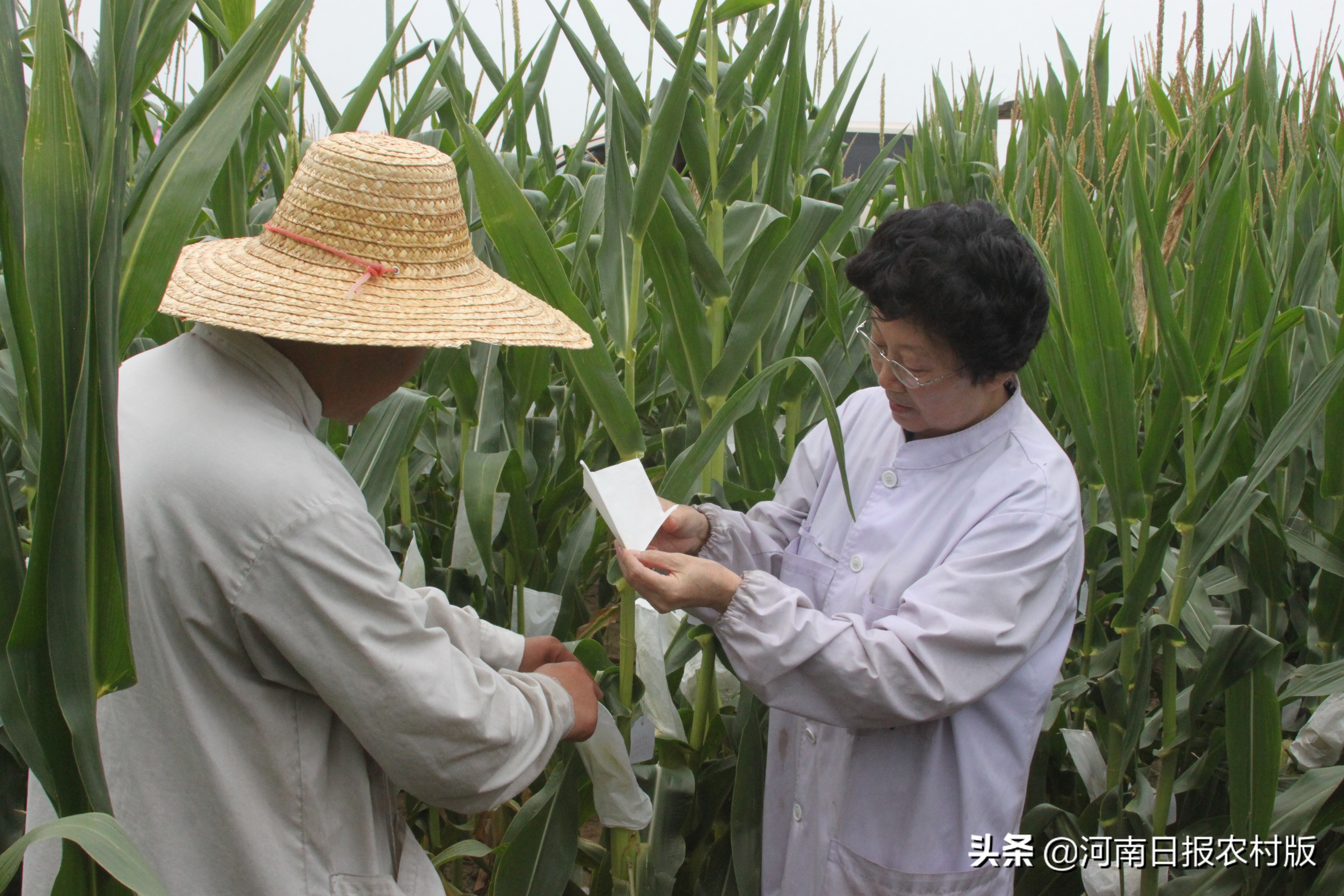 赵秀珍：在河南建立了小麦繁种和优质专用粮生产基地50万亩，带动6万余农户，年增收近1亿元