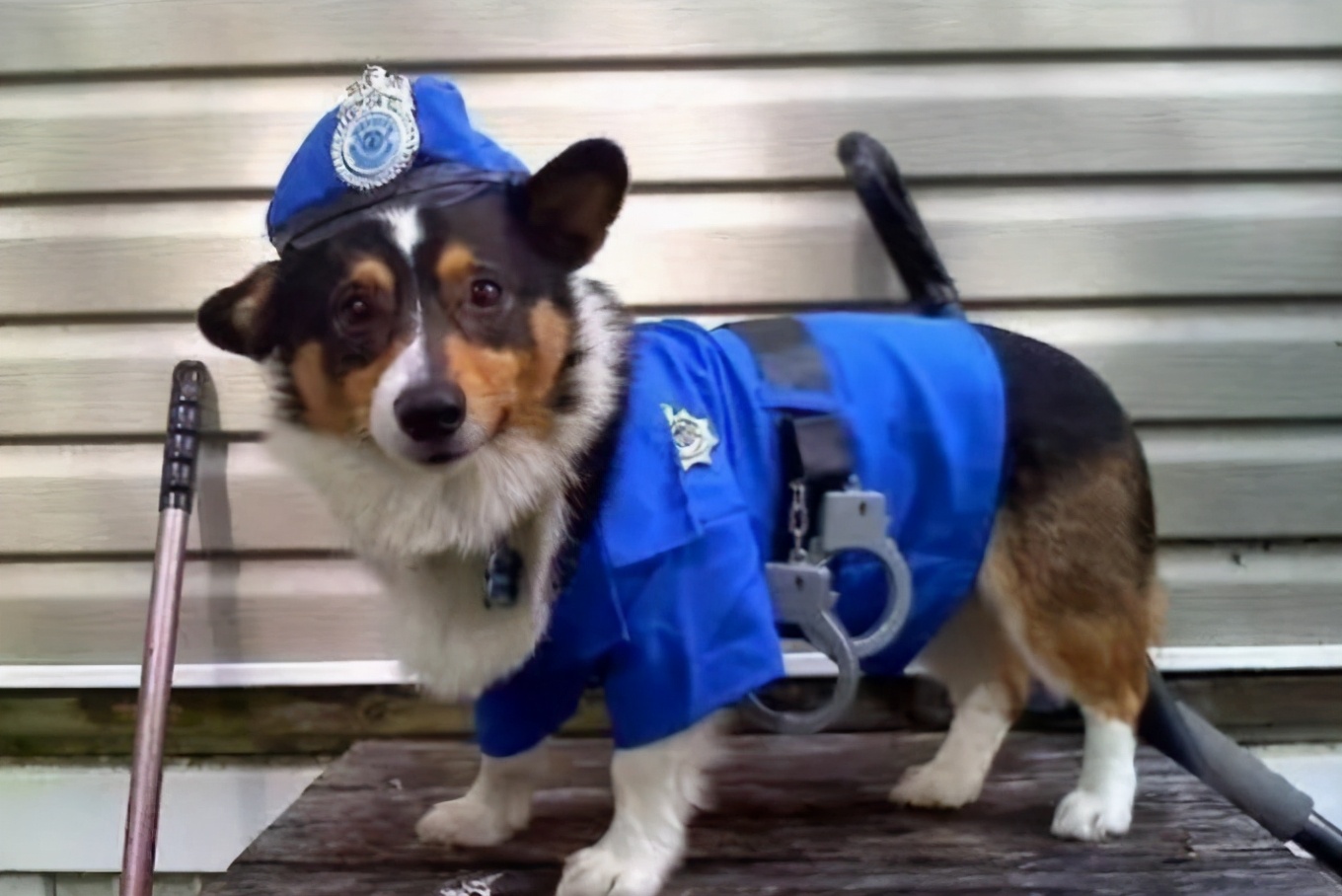这五种狗虽然很聪明，但是也当不了“警犬”