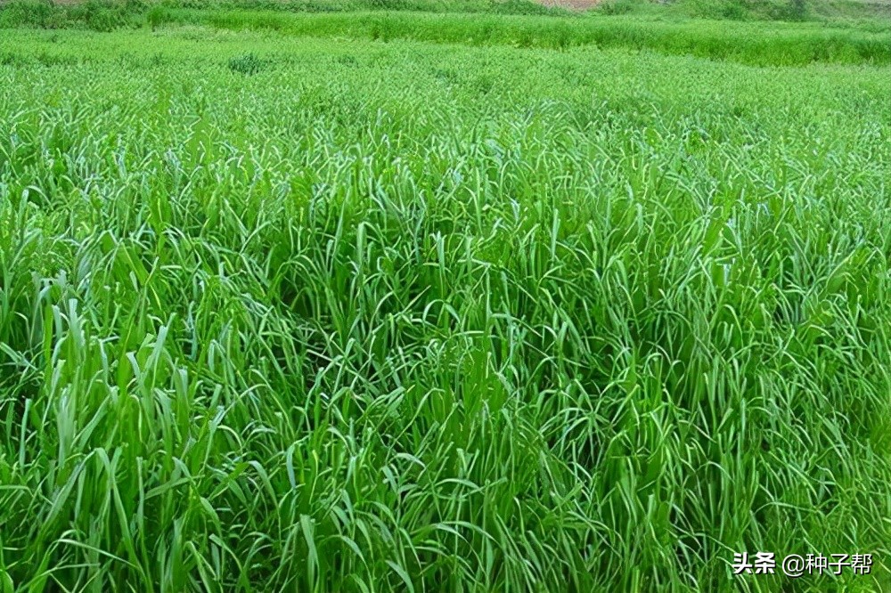一年生四倍體黑麥草收割技術(shù)，如何利用效率高？來(lái)看下制作方法