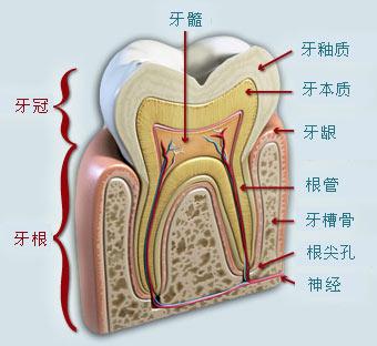 出现牙槽骨吸收怎么办?正畸会导致骨吸收吗?今天来聊聊如何应对