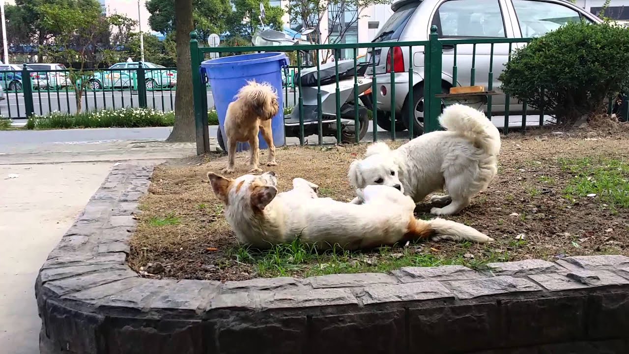 母狗生理期怎么护理？用生理裤解决发情烦恼，防止被公狗侵犯