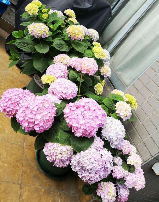 绣球花怎么扦插，懂得3个要领，想要多少有多少，去年扦插今年开花