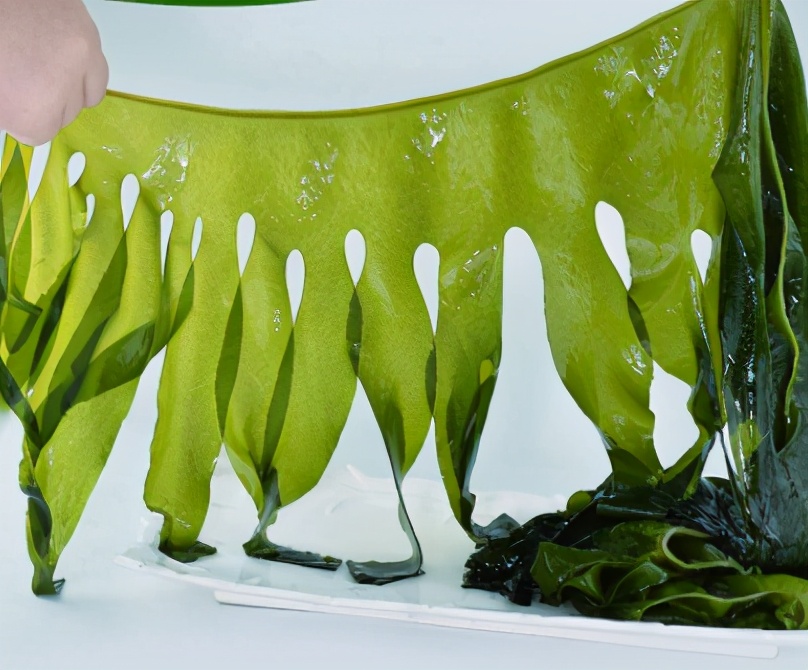 海带跟裙带菜到底有什么区别?哪个更营养?以后别再随便买了