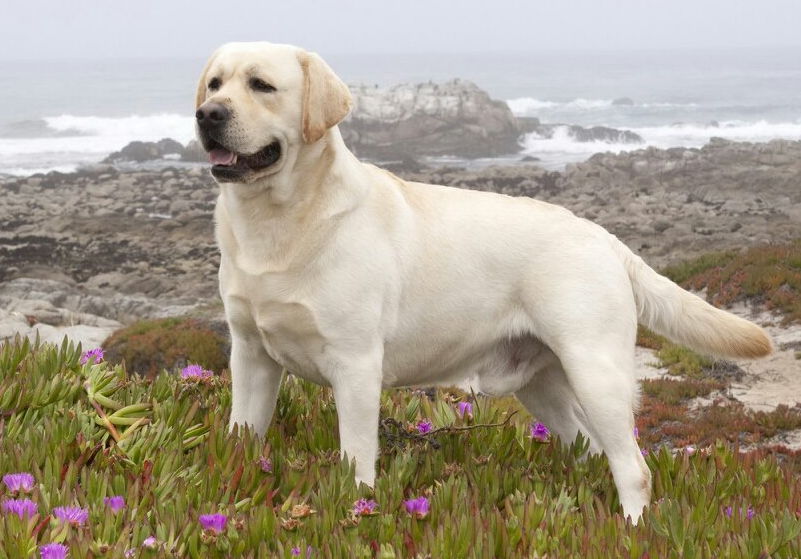 温顺的狗狗品种中型犬图片