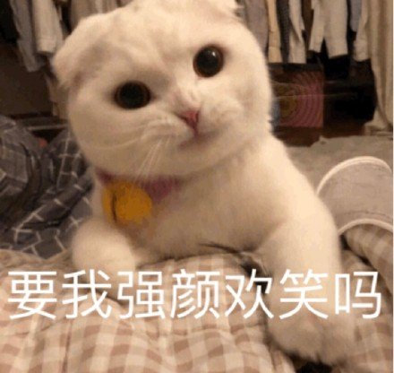 猫咪表情包｜在？出来玩