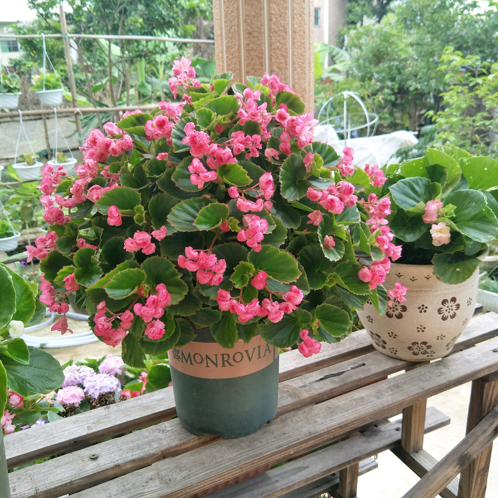 重瓣四季海棠,好养如绿萝吊兰,叶绿花美,周年开花,很值得拥有