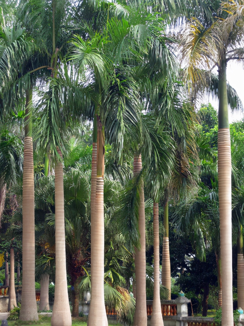 绿化树品种大全(100种绿化带或路边常见的花草树木)