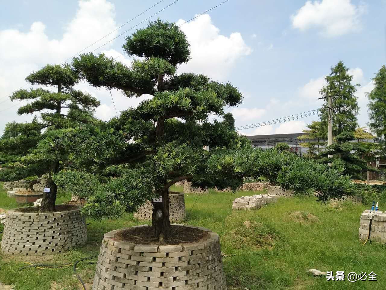 罗汉松详细造型步骤（罗汉松的盆景制作方法）