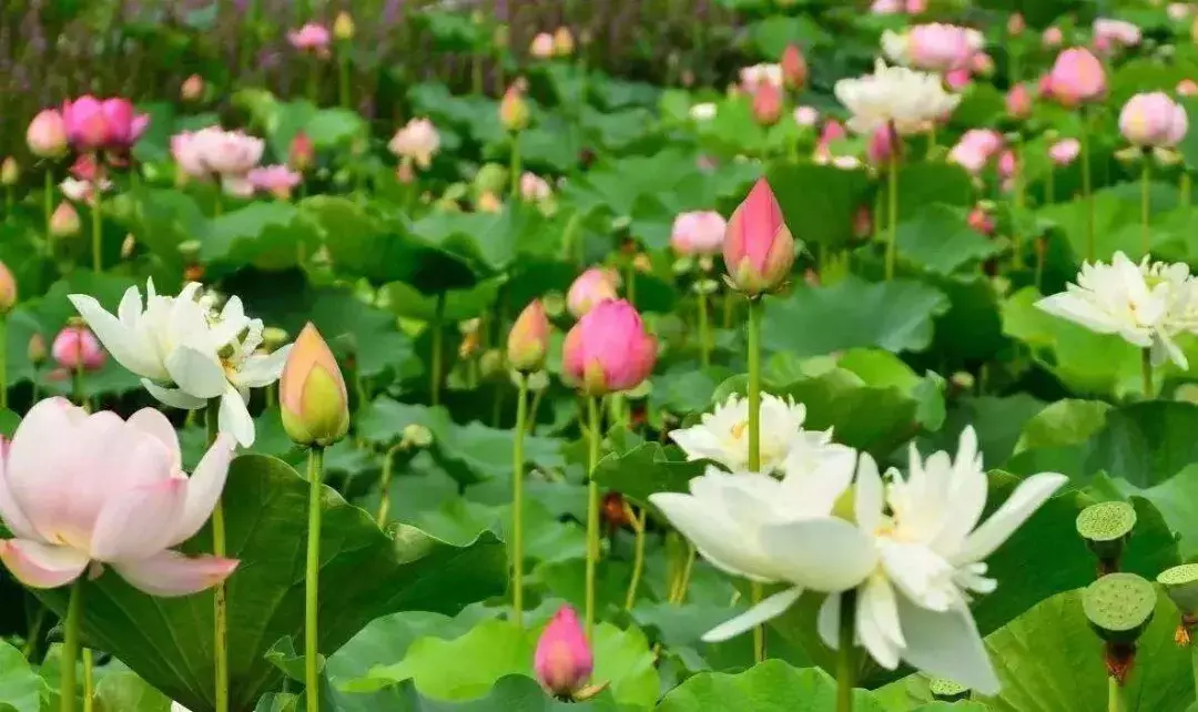 盈盈芙蕖水中开，菡萏尽放，千娇百媚~与君共赏这一池荷香