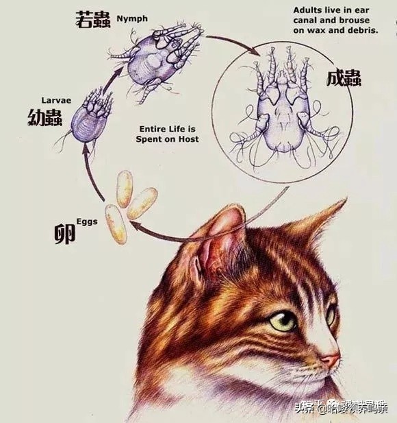 一份详细的猫寄生虫手册，看完你还敢说猫咪不需要驱虫吗？