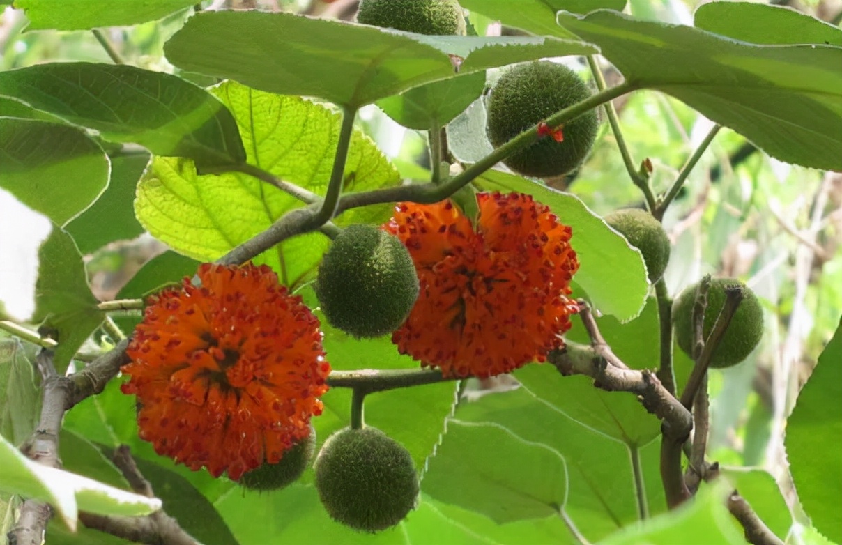 楮实子图片(构树的秘密) - 赤虎壹号