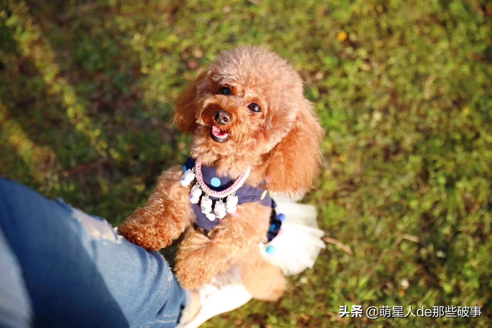 铲屎官心疼狗狗绝育受罪，但了解到这些之后，果断预约宠物医生