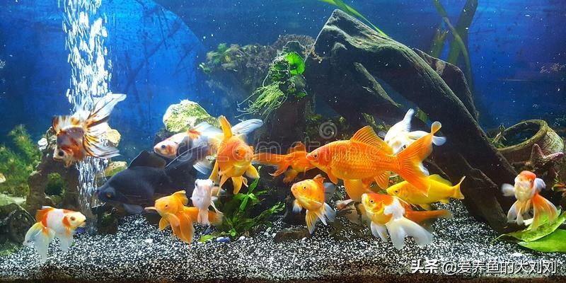 養魚養幾條好?,養魚養幾條好?清道夫算數嗎