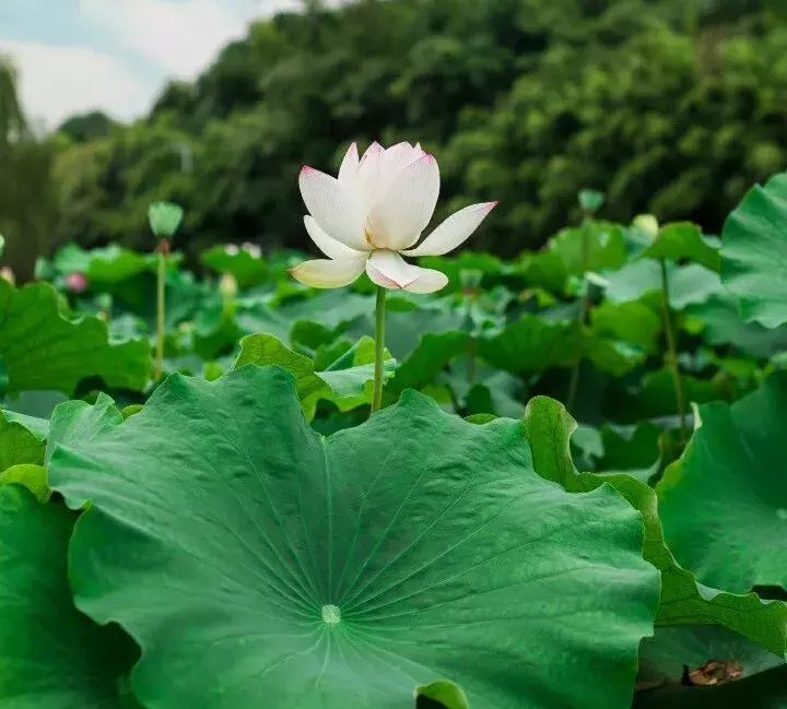 重庆看荷花的地方来啦！错过再等一年......