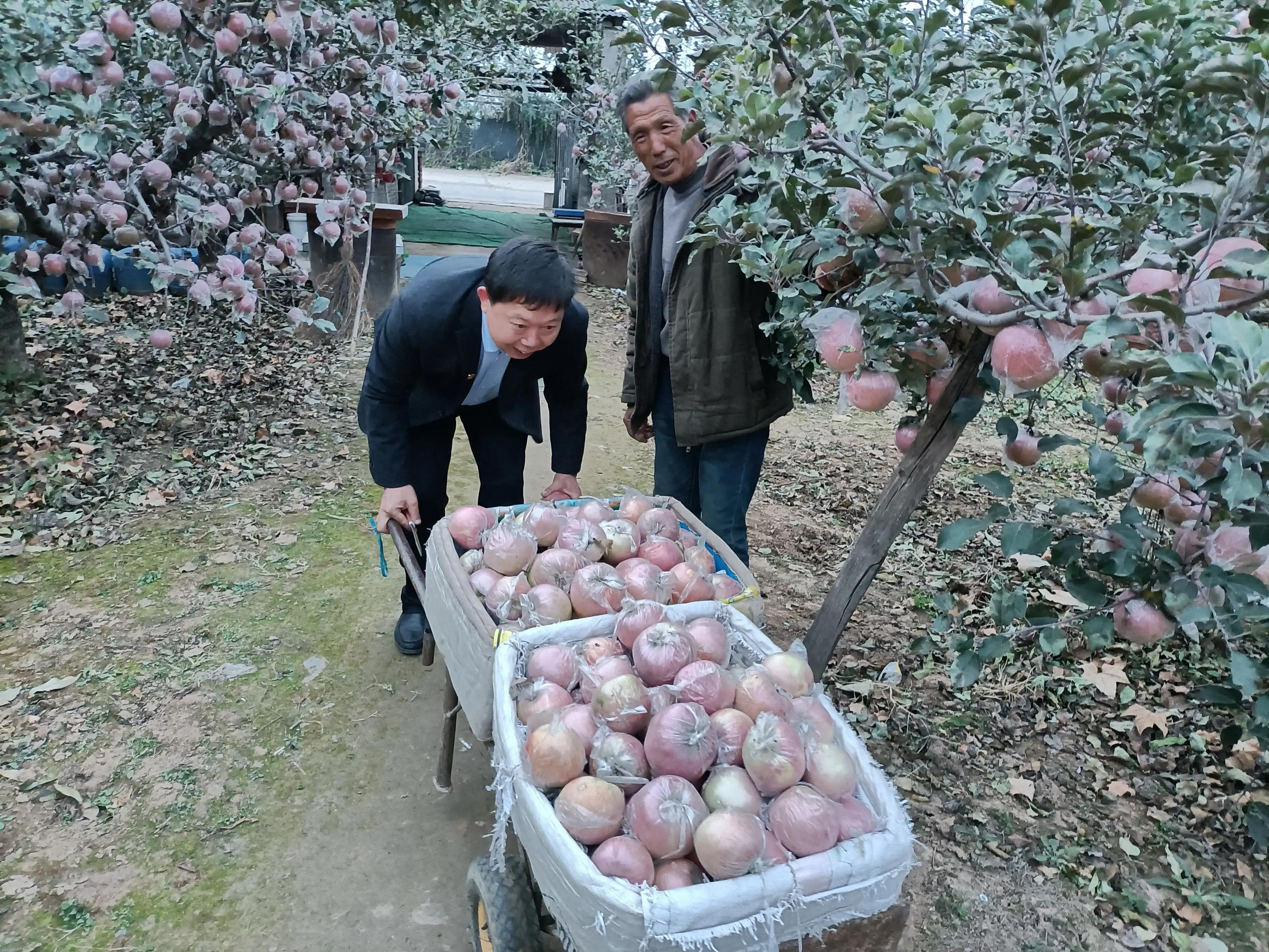 小寨村：灾后的苹果红艳艳